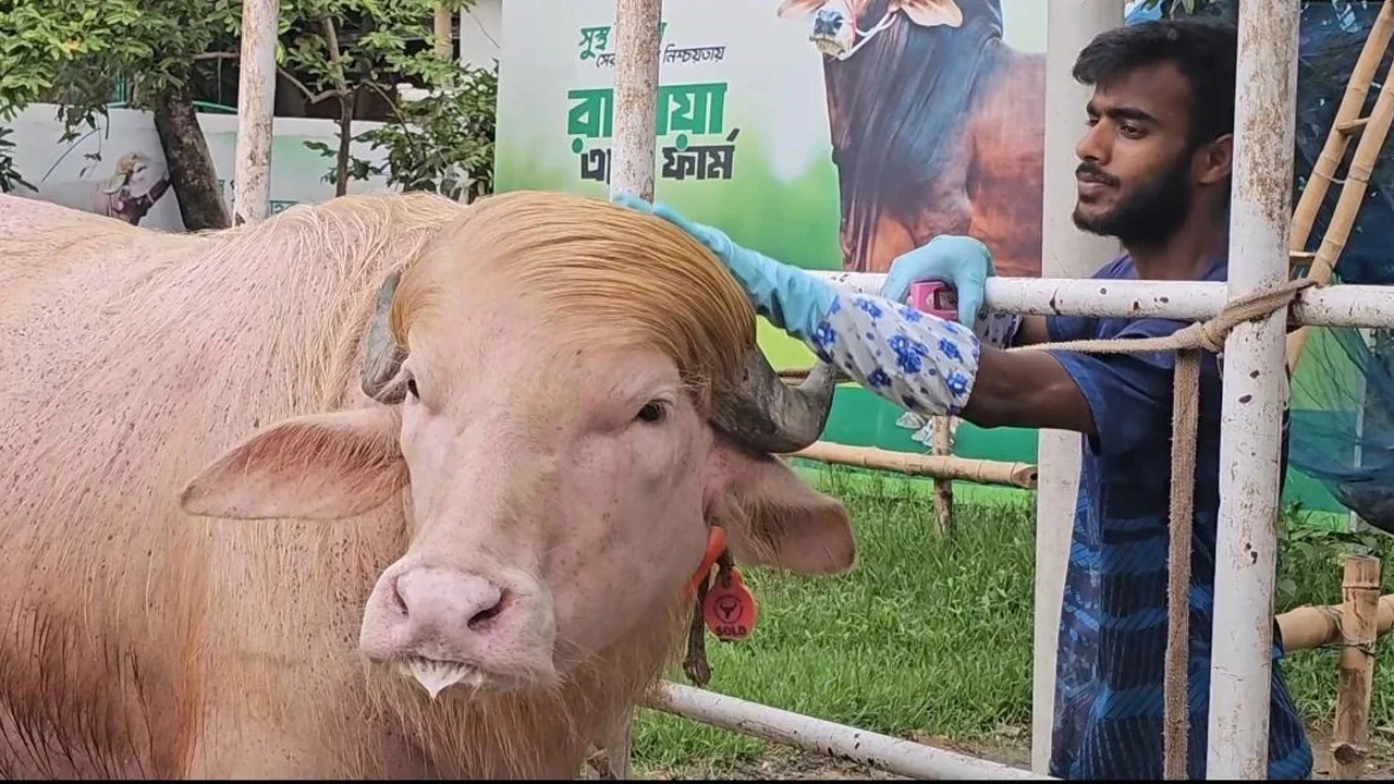 মার্কিন দূতাবাসের চাপে বাংলাদেশে 'ডোনাল্ড ট্রাম্প' নামের মহিষের কুরবানি বন্ধ