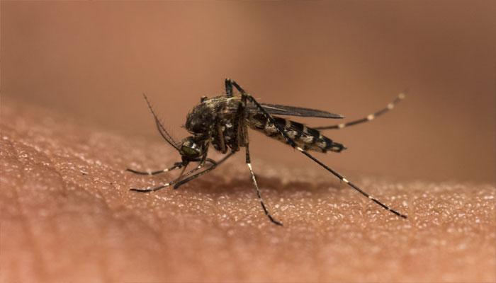 97312-dengue-n