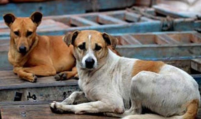stray-dogs-