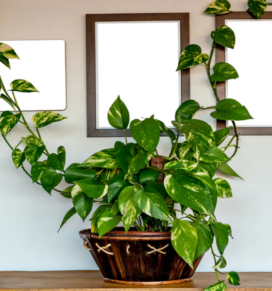 অন্যের বাড়ি থেকে মানি প্ল্যান্ট চুরি করে আনা কি ঠিক? জেনে নিন আসল বাস্তু নিয়ম